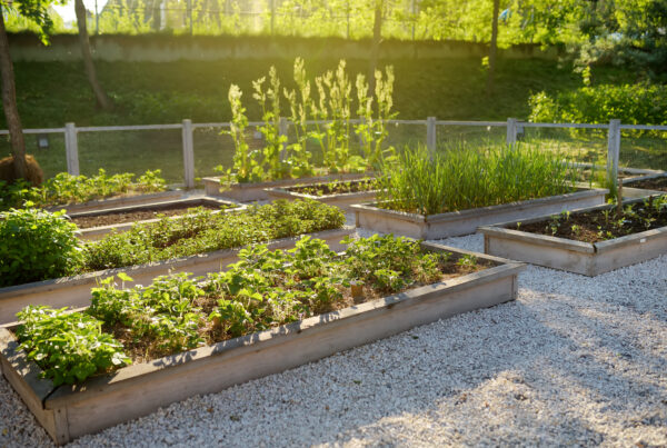 Looking out into a garden with raised garden beds and vegetables growing with morning sunlight.